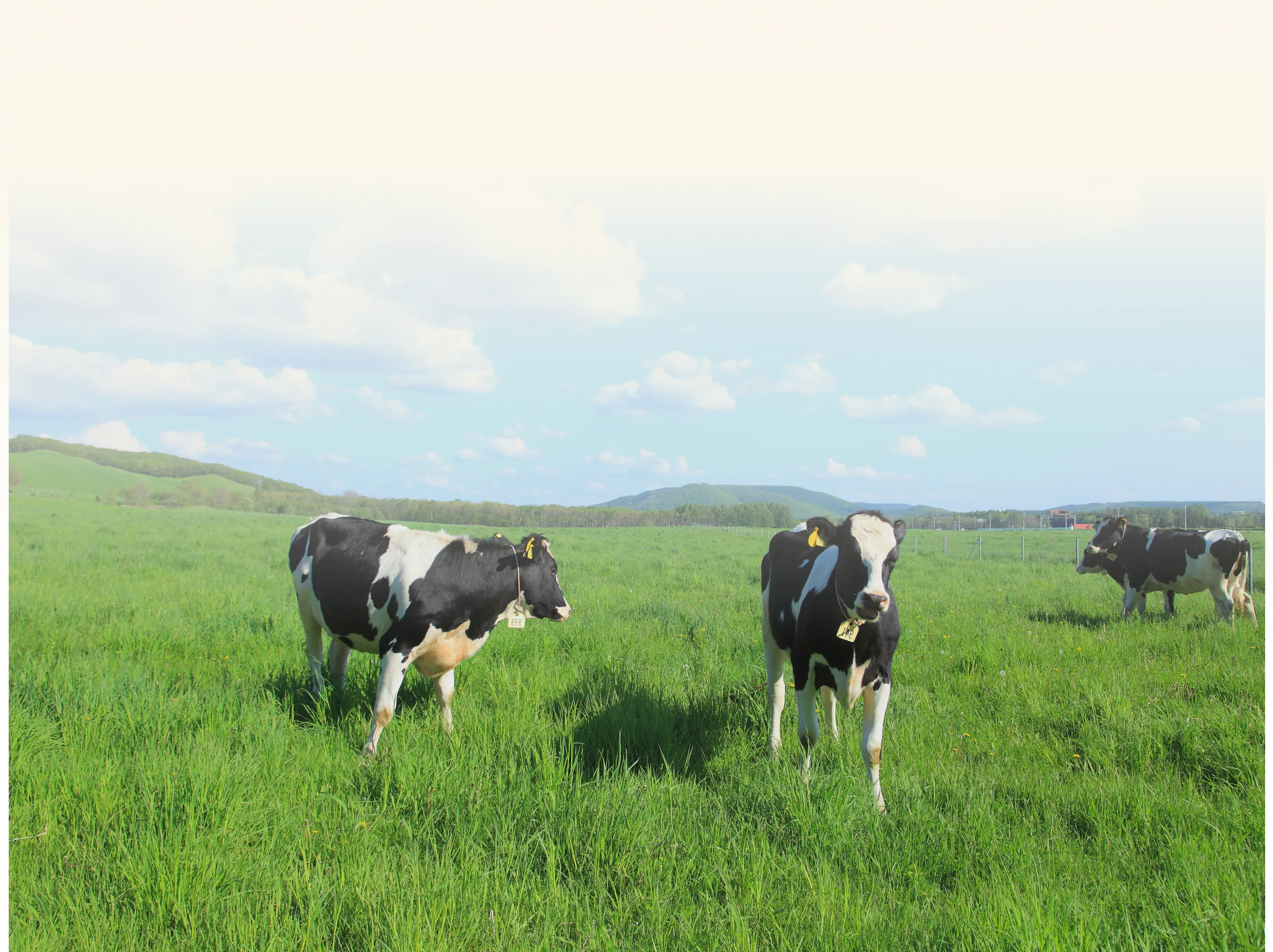 草原を歩き回る乳牛たち